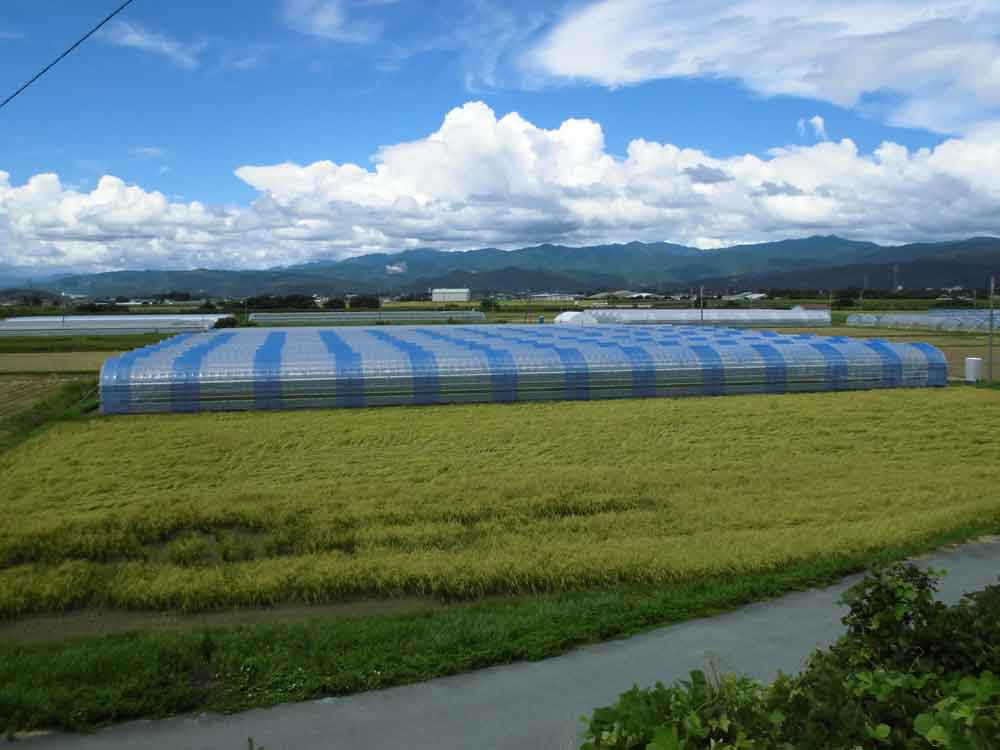 園芸用ハウス,温風暖房機,温水暖房機,エロフィンチューブの昭和産業の次世代型ハウス2